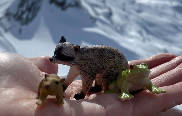 Unsere Reisegefährten Maus, Waschbär und Frosch ...